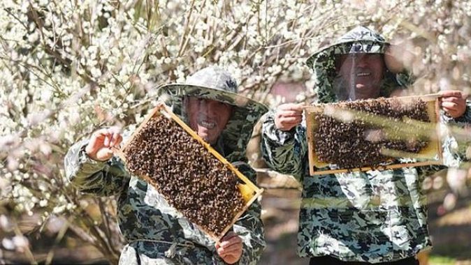 Dünyada arıların yaptığından çok daha fazla bal piyasaya sürülüyor! Suçlamalar Çin’in üzerinde yoğunlaşıyor