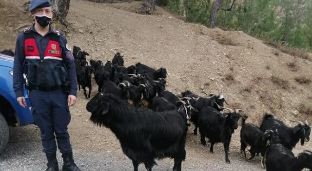 Fatma teyzenin kaybolan 45 keçisini jandarma buldu