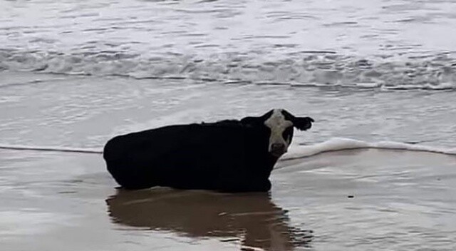 Fırtına sonrası sahile canlı inek vurdu