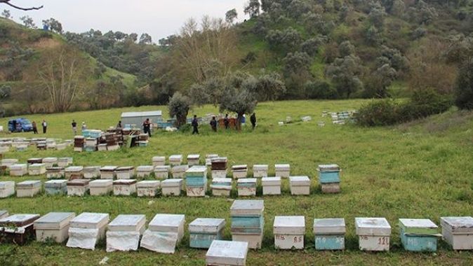 Hırsızlar arı kovanlarına dadandı, Arıcılar Birliği uyardı