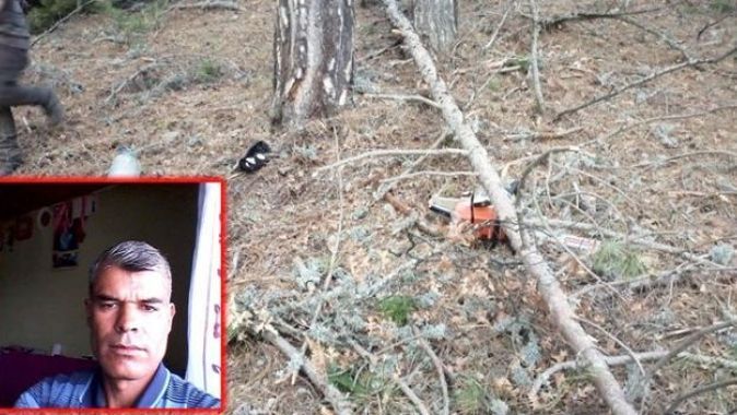 Kestiği ağaç üzerine devrilen adam öldü