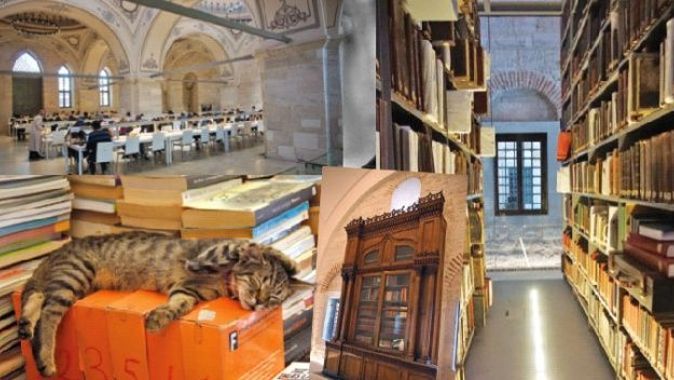 Kitaplar  ve kediler arasında