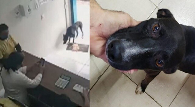 Şifası gelen köpek… Hayvan hastanesine geldi, kanser teşhisi konuldu