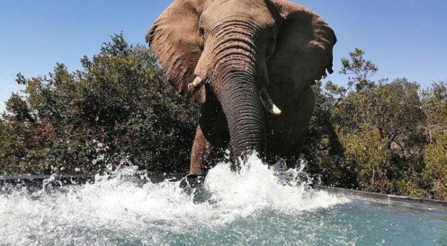 Yüzdüğü havuzu fil sürüsü bastı