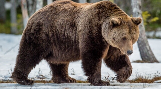 ​Küresel ısınma sebebiyle yeni tür: Kutup boz ayıları