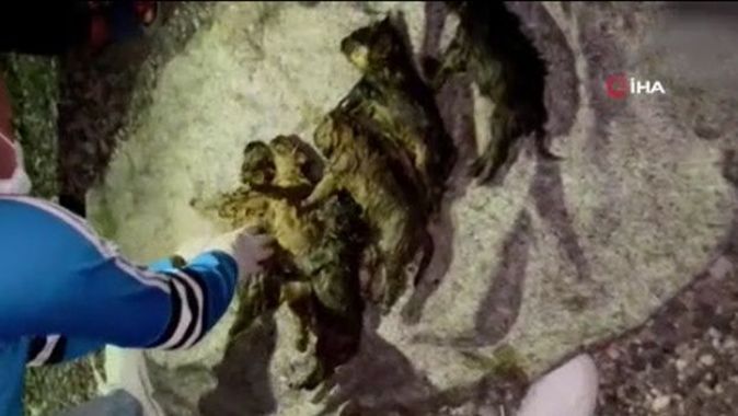 Ankara’da fosseptik çukuruna atıldığı iddia edilen 6 yavru köpek kurtarıldı