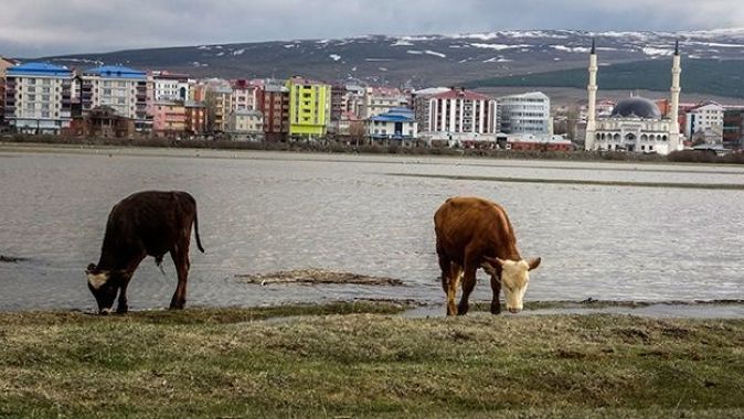 Ardahan&#039;da nehir taştı, tarım arazilerini su bastı