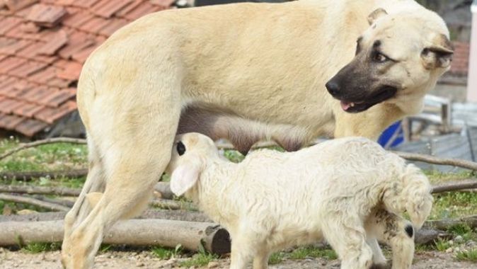 Bursa&#039;da çoban köpeğinin kuzuyu emzirmesi görenleri şaşırtıyor