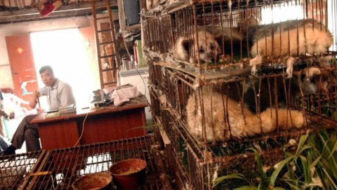 DSÖ, pazarlarda vahşi hayvan satışının durdurulması çağrısı yaptı