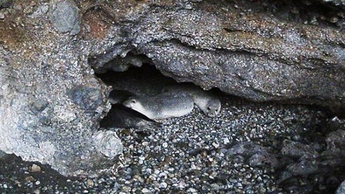 Gökova Körfezi&#039;ndeki bir mağarada 5 Akdeniz foku görüldü