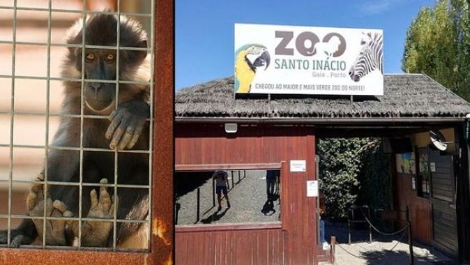 Hayvanat bahçesinde maymun, çocuğun parmağını kopardı