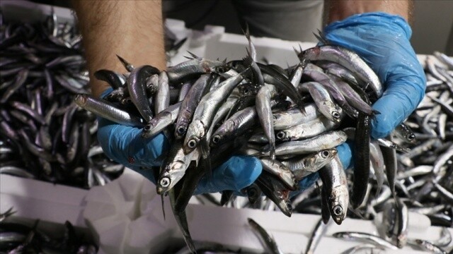İstanbul&#039;da yasa dışı balık avcılığına 11 milyon lira ceza kesildi