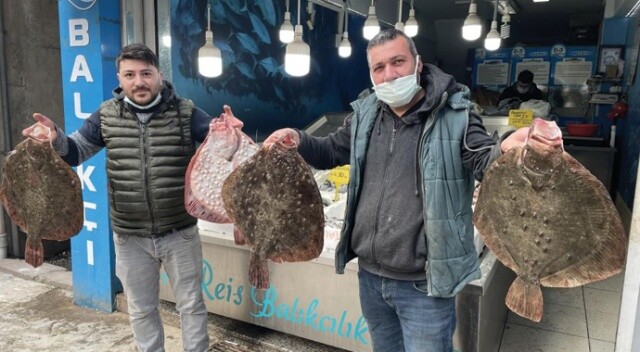 Karadeniz’de kalkan balığı bereketi: Kilosu 200 TL