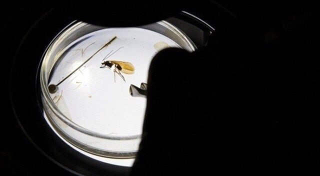Kosova&#039;da keşfedilen yeni böcek türüne koronavirüs adı verildi