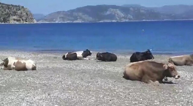 Marmaris sahilleri ineklere kaldı, gören dönüp bir daha baktı