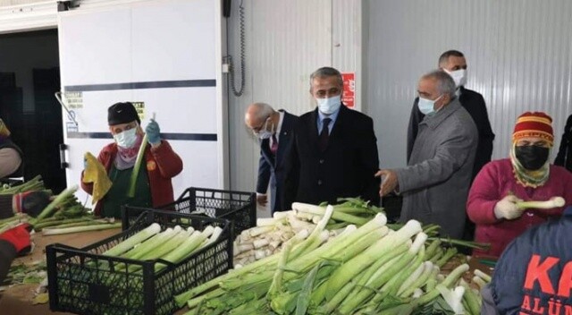 Samsun’da yetişen sebzelere yurt dışından yoğun talep