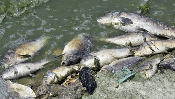 Adana&#039;da toplu balık ölümleri