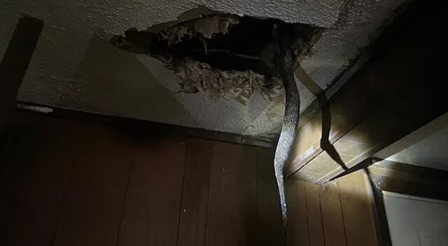 Amerikalı aile şokta: Yaşadıkları evin tavanı yılanlarla dolu