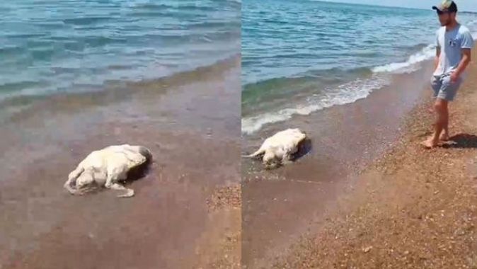 Antalya&#039;da caretta caretta ölüsü sahile vurdu