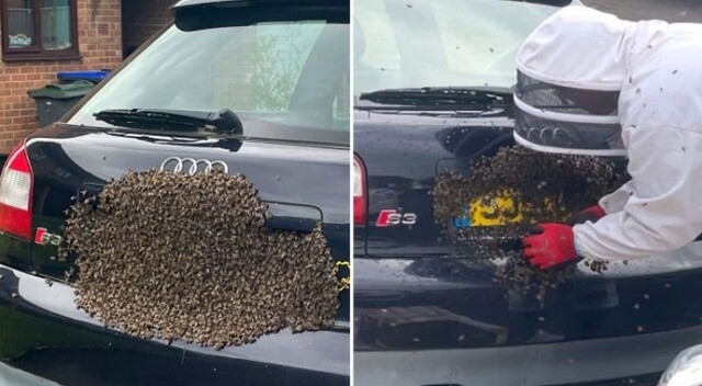 Arabanın plakasına bal arıları üşüştü