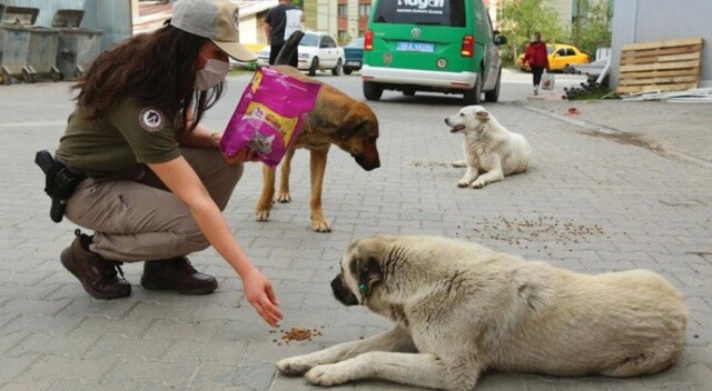Artvin’de “tam kapanma” sürecinde sokak hayvanlarına polis ekiplerinden şefkat eli