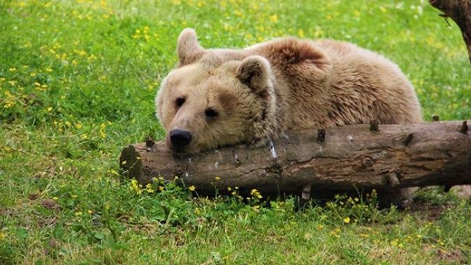 Boz ayılar öldürülüyor! Nesli tehlike altında