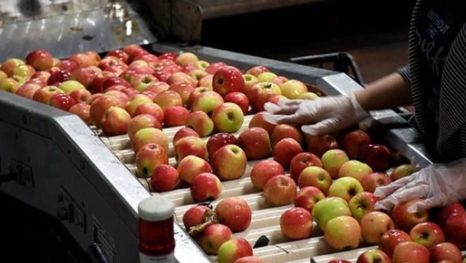 Çorum&#039;da 80 dönüm alanda elma bahçesi kurdu şimdi 14 ülkeye ihracat yapıyor