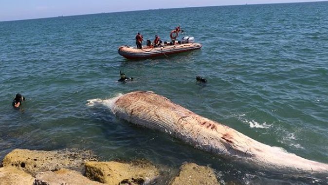 Dünyanın en büyük ikinci balinası, Mersin&#039;de karaya vurdu