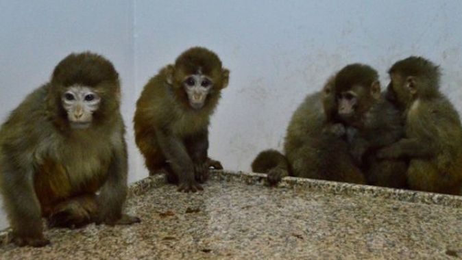Gümrük kapısında 12 maymun yakalandı