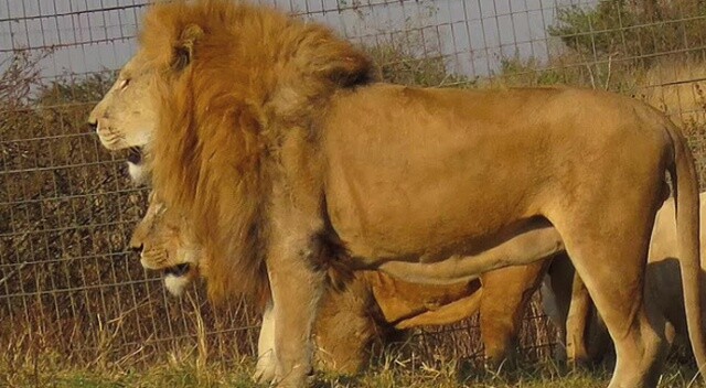 Güney Afrika’da avlanmak üzere aslan yetiştiriciliğine yasak