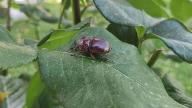 Herkesin dikkatini çeken böcek: Gergedan böceği