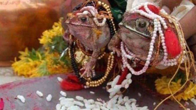 Hintliler yağmur için kurbağaları törenle evlendirdi