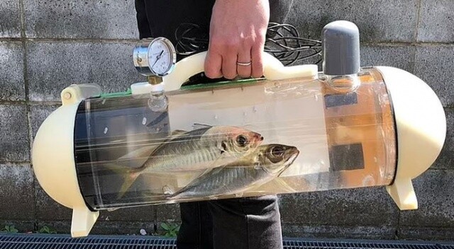 Japonya&#039;da eve canlı balık götürmek için &#039;akvaryum çanta&#039; üretildi