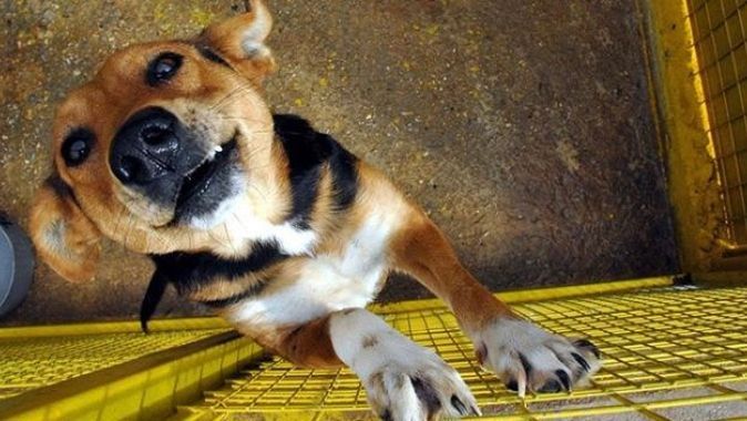 Köpekten insana geçebilen koronavirüs türü tespit edildi