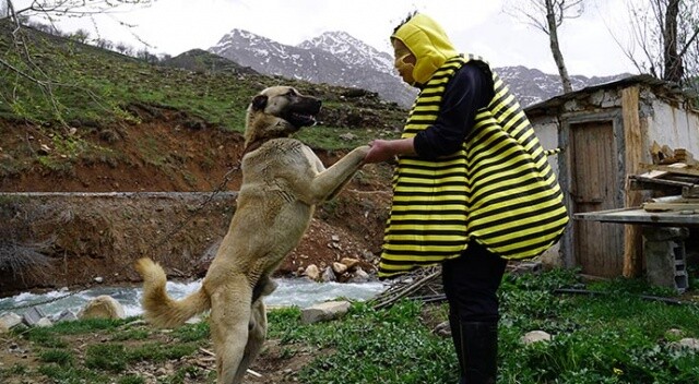 Türkücü Aydın Aydın arı kostümü giyerek hayvanlarla helalleşti