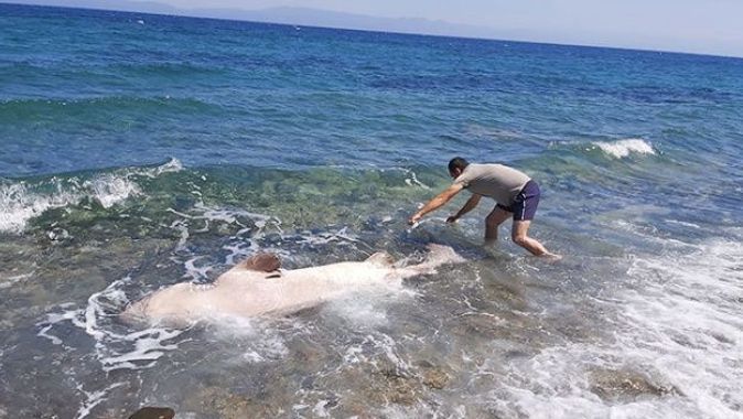 3 metrelik köpek balığı kıyıya vurdu