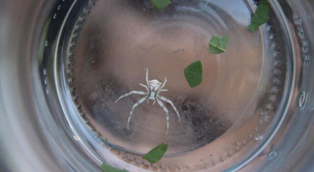 9. kez görüldü! İnsan yüzlü örümcek görenleri korkuttu