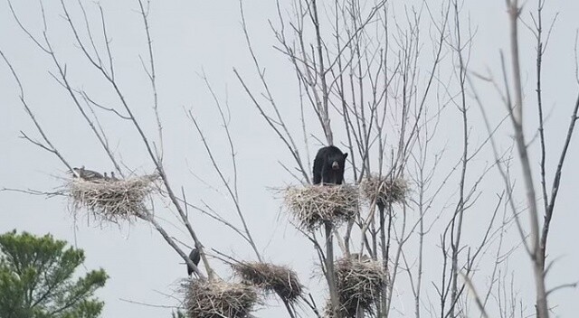 Ağaca tırmanan ayı kuş yuvasına böyle çıktı!