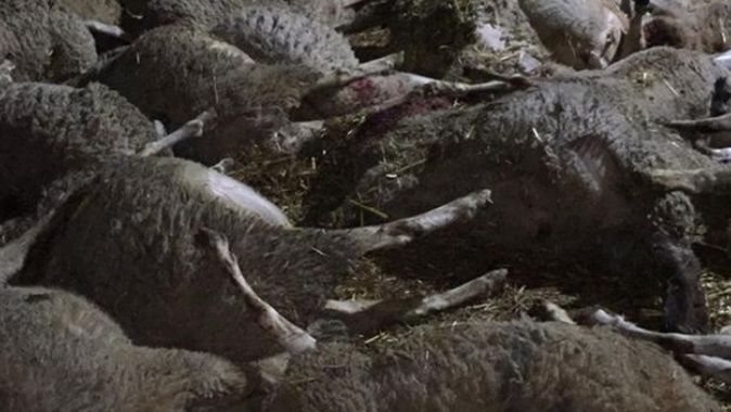 Ağıla dalan yabani hayvanlar 45 koyunu telef etti