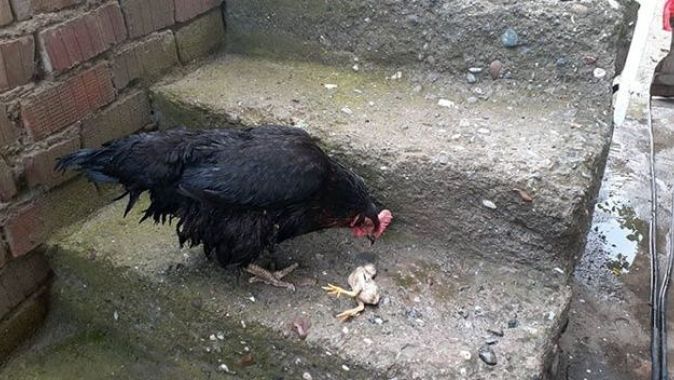 Anne tavuk, ölen yavrusunun başından ayrılmadı