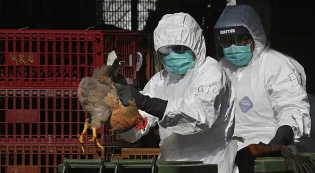 Çin&#039;de ilk kez bir insana H10N3 kuş gribi tanısı kondu