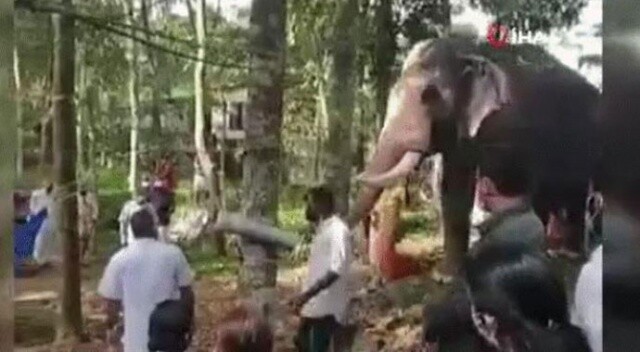 Gerçek dost! Fil ölen sahibini son kez görmek için kilometrelerce yürüdü