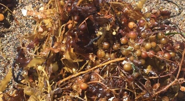 Kıyılarımızdaki yeni tehlike: Sargassum tehdidi