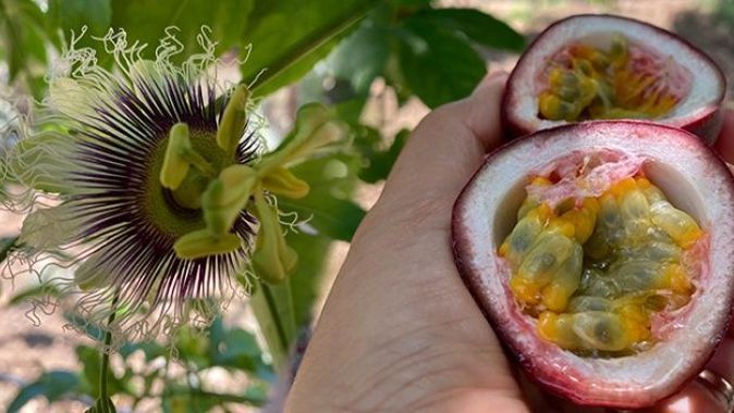 Şifa niyetine ektiği passiflora meyvesinin ticaretini yapıyor