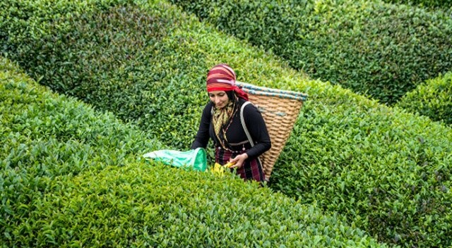 ‘Her Dem Toprak İçin’ dedi  çayda verim yüzde 38 arttı