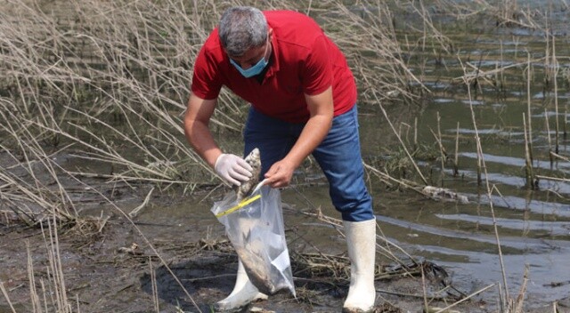 Alibeyköy Barajı&#039;ndan numune alındı: Balık ölümleri inceleniyor