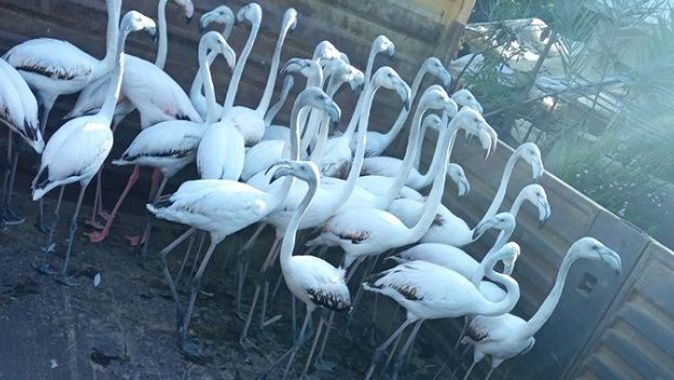 Antalya&#039;da kanatları kesilmiş 32 yavru flamingo bulundu