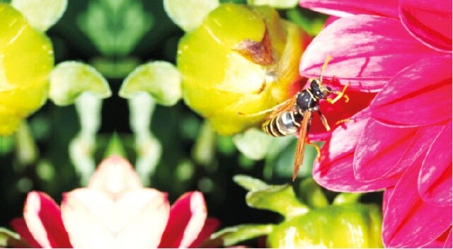 Arı alerjisi ölüme sebep olabilir