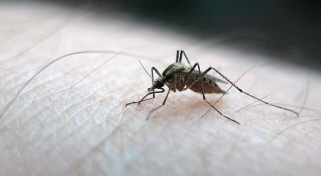 Asya kaplan sivrisineğinin yeni hedefi Karadeniz