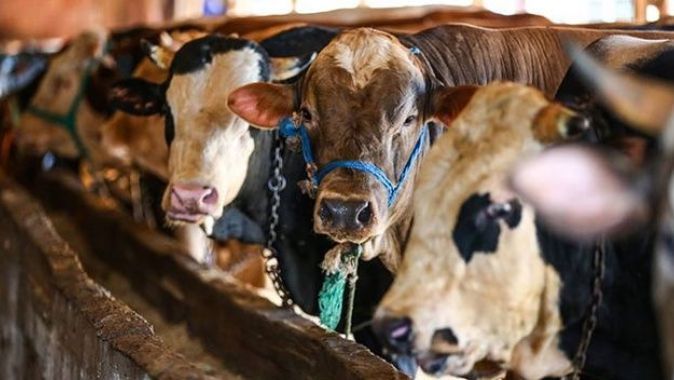 Bakan Pakdemirli: Satılamayan kurbanlıkları Et ve Süt Kurumu alacak